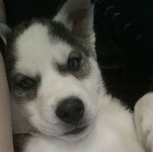 Meet your Posher, Steven